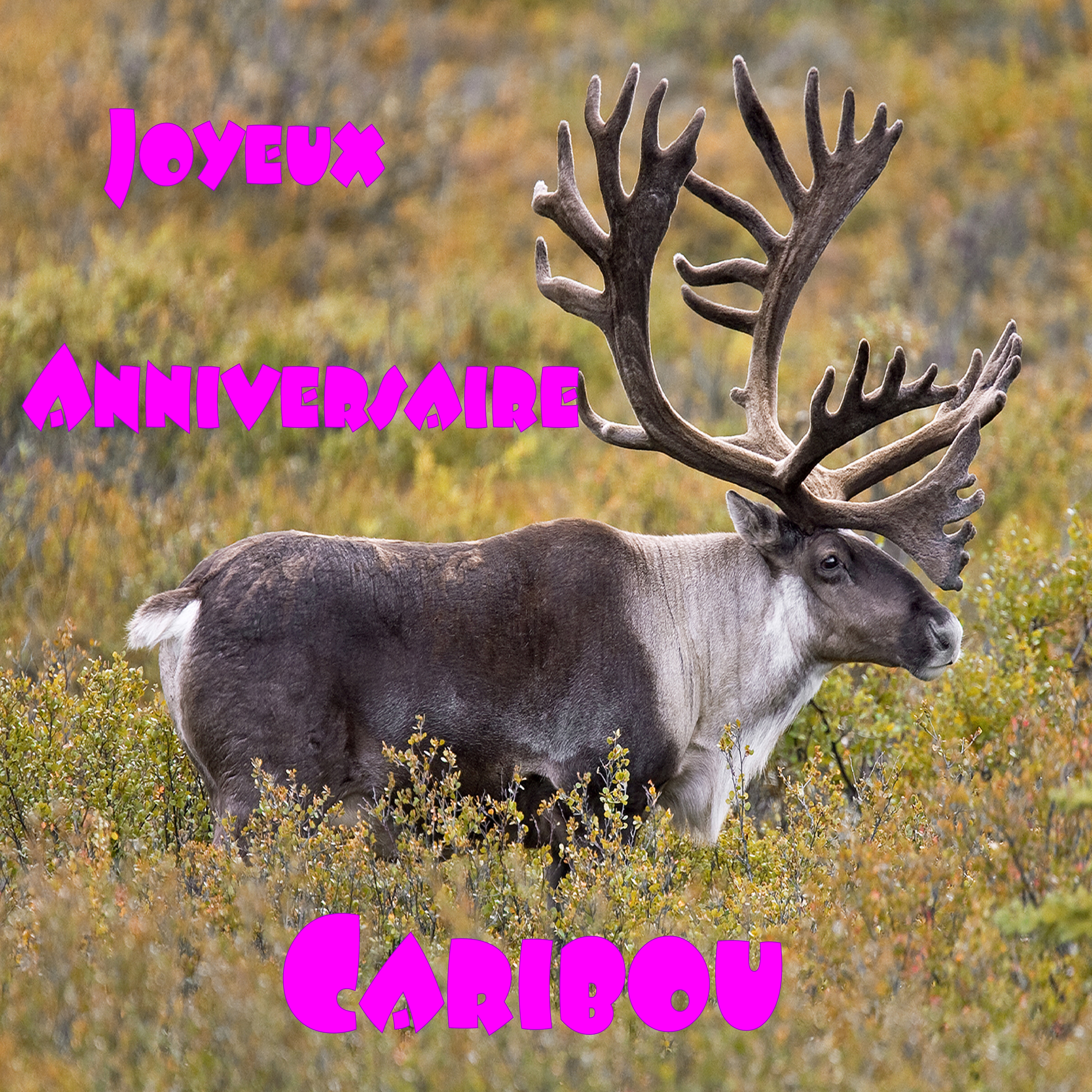 Anniversaire Caribou.jpg