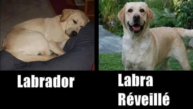 labrador.jpg