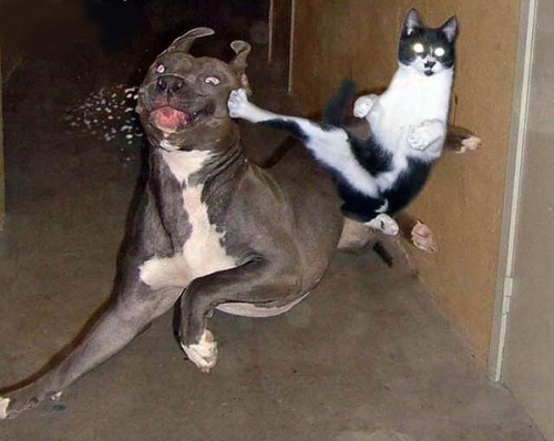cat-dog-funny.jpg