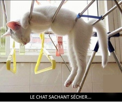 Chat se séchant.jpg
