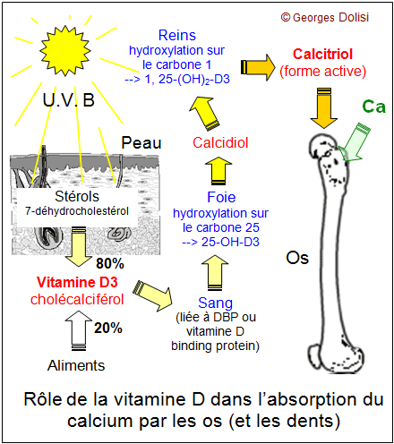 Vit D assimilation.gif