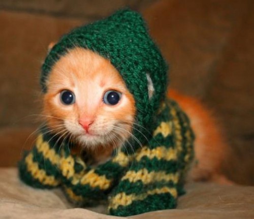 chaton11.jpg