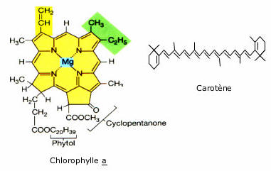 Chlorophylle carotte.jpg