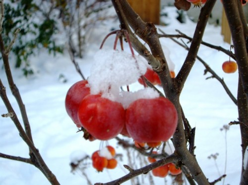 pommier.jpg