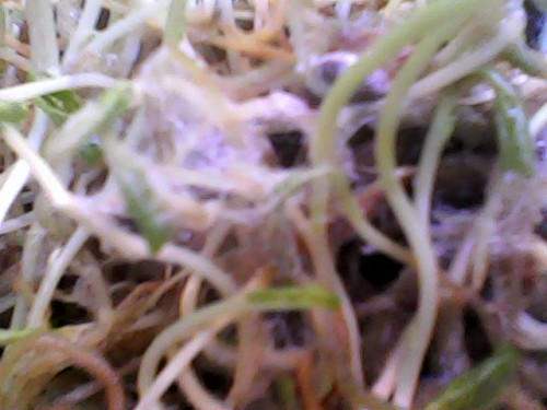 Graines germés avec moisissures 1