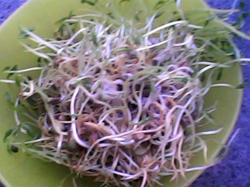 Graines germés avec moisissures 2