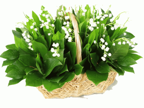 muguet.gif