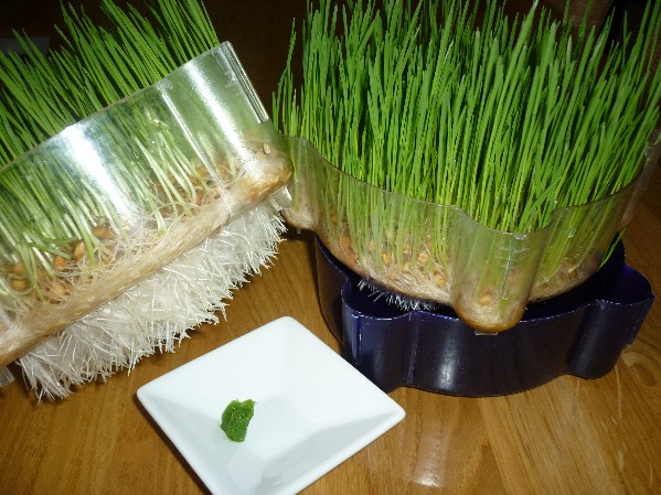 herbe de blé à 7 jours.JPG