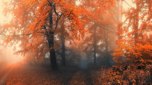 autumn-forest-mist-1920x1080.jpg