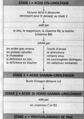 GLA voie 1 & nutriments.jpg