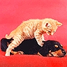 Dog sleeping & cat.jpg