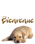 1%20bienvenue chien.gif