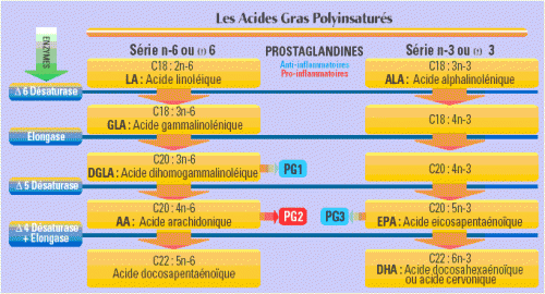 AG Enzymes et PG.gif