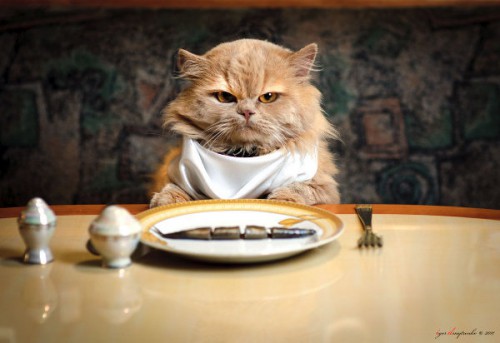 diet cat.jpg