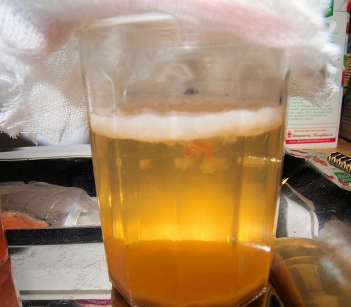 mère kombucha1.JPG