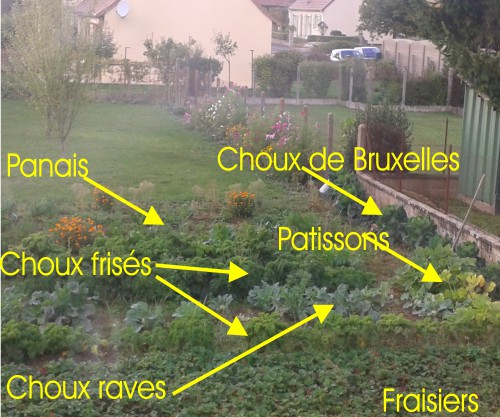 Jardin.jpg