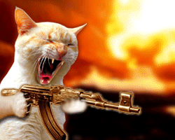 02. chat furieux 2 gif.gif